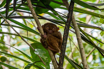 Tarsier, Bohol, Philippines