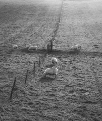 black and white Sheep grazing in landscape during glowing vibrant Winter sunrise