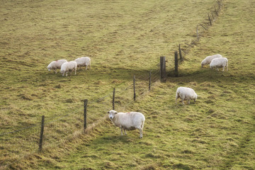 Sheep grazing in landscape during glowing vibrant Winter sunrise