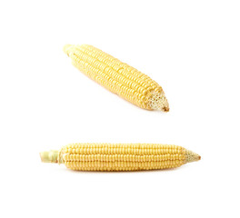 Ear of corn corncob isolated