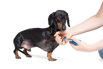 A vet cuts a dog's claws with scissors for cutting the nails of the dog, isolated on white...