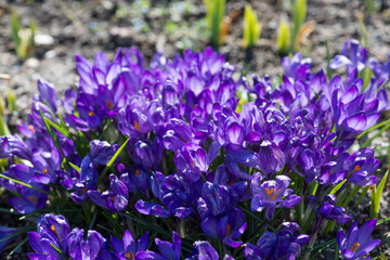 Obraz na płótnie Canvas Many violet crocuses vernus grow in the garden in the spring