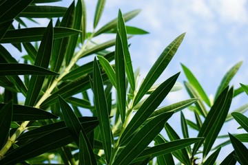 fresh green Nerium oleander tree in nature garden