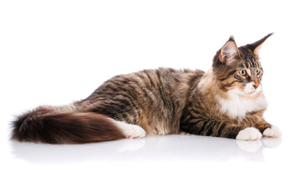 Side view of a Maine coon lying
