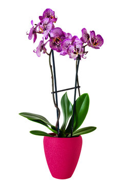 Fototapeta Orchideen