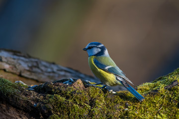 Wildlife photo - Blue tit on old wood in forest, Slovakia, Europe