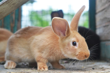 Furry Red Bunny - Charming Animal