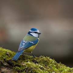 Wildlife photo - Blue tit on old wood in forest, Slovakia, Europe