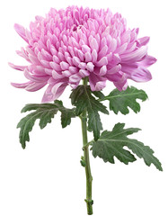 Purple chrysanthemum flower head - 189933598