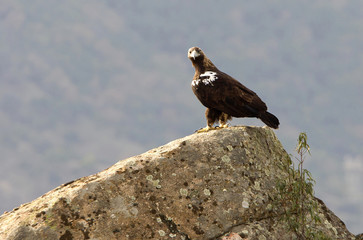 Spanish Imperial Eagle. Aquila adalberti