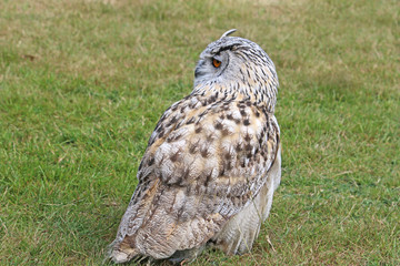 Eagle Owl