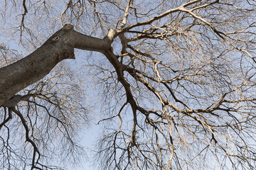 Trees in winter in Altea.