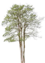 Fototapeta na wymiar big tree on white background