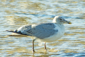 Lachmöwe am Ostseestrand in Polen