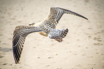Silbermöwe, Jungtier fliegt über den Ostseestrand in Polen