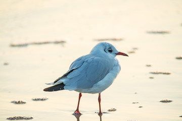 Lachmöwe am Ostseestrand in Polen