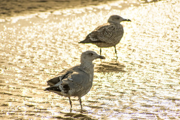 Silbermöwen bei Sonnenaufgang am Strand der Ostsee