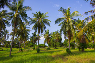 Fototapeta na wymiar grove of coconut trees on a sunny day