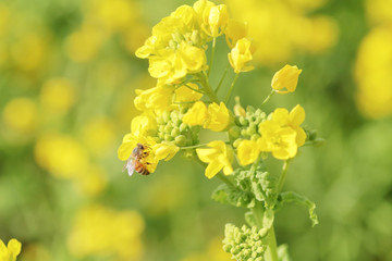 菜の花と蜜蜂