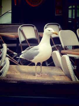 Le goeland qui s'invite &agrave; votre table