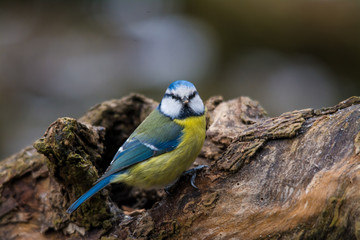 Obraz premium Wildlife photo - Blue tit on old wood in forest, Slovakia, Europe