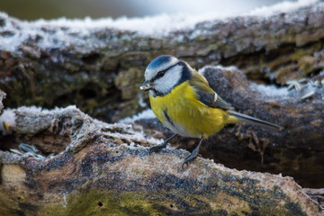Wildlife photo - Blue tit on old wood in forest, Slovakia, Europe