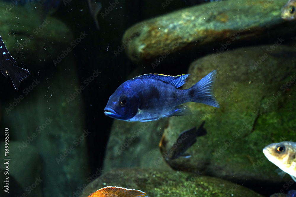 Wall mural Malawi cichlid fish aquarium