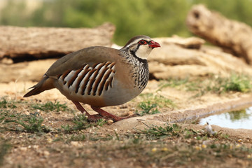 Red legged partridge