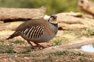 Red legged partridge