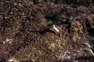 Seagull ashore