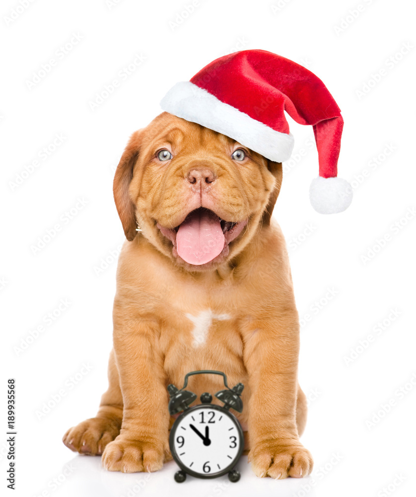 Poster happy dog in red christmas hat with alarm clock. space for text. isolated on white background