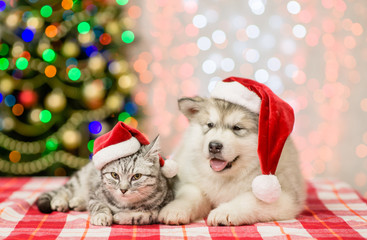 Fototapeta na wymiar Cat and puppy in red christmas hats on a background of the Christmas tree