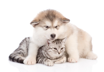 Obraz premium Alaskan malamute puppy hugging a cat. isolated on white background