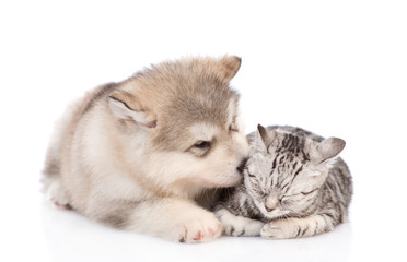 the puppy kisses the kitten. isolated on white background