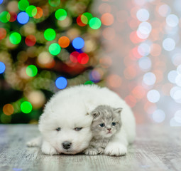 Fototapeta na wymiar Samoyed puppy embracing a kitten on a background of the Christmas tree