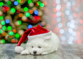 Fototapeta na wymiar Sad samoyed puppy in red santa hat lying on a background of the Christmas tree