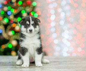 Fototapeta na wymiar Husky puppy sitting on a background of the Christmas tree. Space for text
