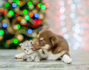 Husky puppy licking kitten on a background of the Christmas tree