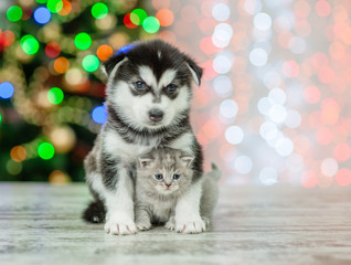 Fototapeta na wymiar Husky puppy hugs a kitten on a background of the Christmas tree. Focus on a cat
