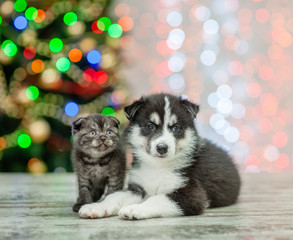 Fototapeta na wymiar Husky puppy and kitten on a background of the Christmas tree