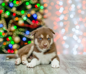 Fototapeta na wymiar Husky puppy lying on a background of the Christmas tree