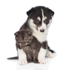 Fototapeta premium Siberian Husky puppy hugging scottish kitten. isolated on white background
