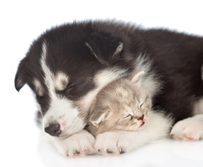 Close up sleeping  Siberian Husky puppy hugs scottish kitten. isolated on white background