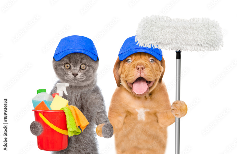 Poster cleaning concept. cat and dog in blue hats holds bucket with washing fluids and mop in paw. isolated