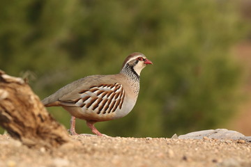 Red legged partridge