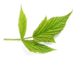 leaf isolated on white