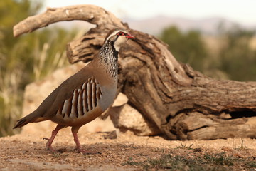 Red legged partridge