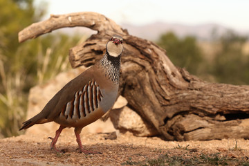Red legged partridge