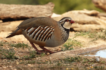 Red legged partridge