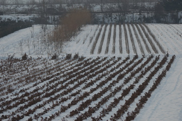 Pattern in the field